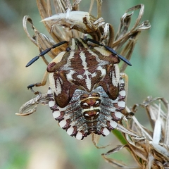 Carpocoris mediterraneus atlanticus