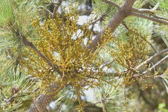 Arceuthobium globosum