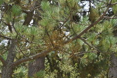 Arceuthobium globosum