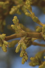 Arceuthobium globosum