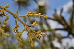 Arceuthobium globosum