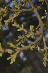 Arceuthobium globosum