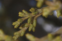 Arceuthobium globosum