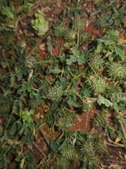 Medicago laciniata