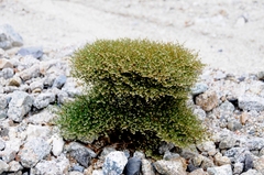 Eriogonum rixfordii