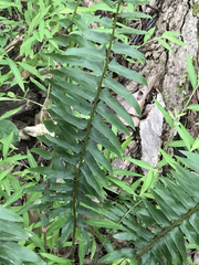 Polystichum acrostichoides