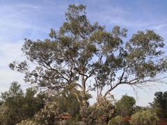 Eucalyptus populnea bimbil