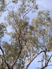 Eucalyptus populnea bimbil
