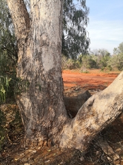 Eucalyptus populnea bimbil