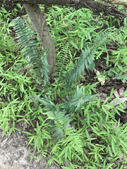 Polystichum acrostichoides