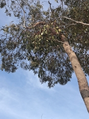 Eucalyptus populnea bimbil