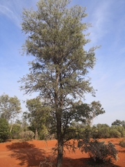 Acacia excelsa