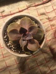 Echeveria gibbiflora × potosina