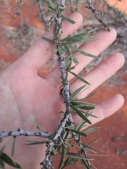Acacia excelsa