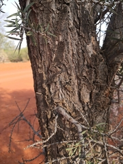 Acacia excelsa