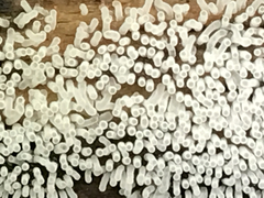 Ceratiomyxa fruticulosa fruticulosa