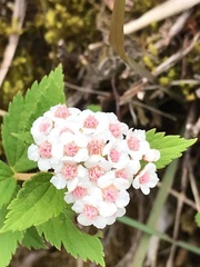 Spiraea hayatana