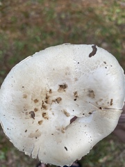 Amanita mutabilis