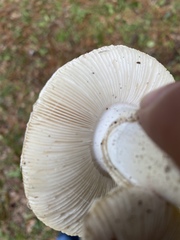 Amanita mutabilis
