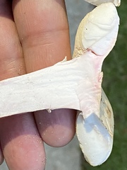 Amanita mutabilis