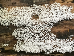 Ceratiomyxa fruticulosa fruticulosa