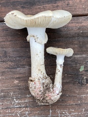 Amanita mutabilis