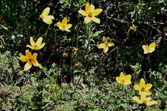 Bidens serrulata