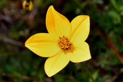 Bidens serrulata