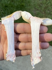 Amanita mutabilis
