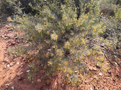 Senna artemisioides artemisioides