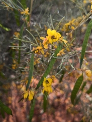 Senna artemisioides artemisioides