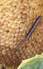 Stagmomantis carolina