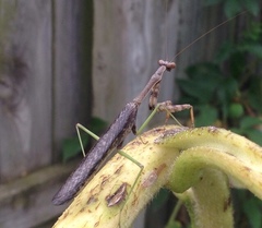 Stagmomantis carolina