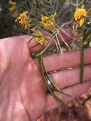 Senna artemisioides artemisioides