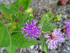Vernonia greggii