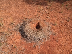 Polyrhachis macropus