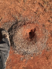 Polyrhachis macropus