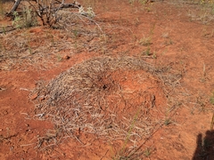 Polyrhachis macropus