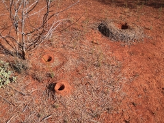 Polyrhachis macropus