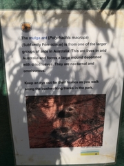 Polyrhachis macropus