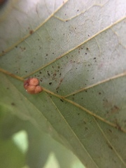 Andricus nigricens