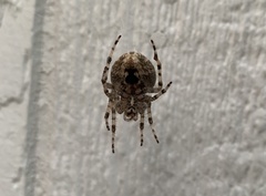 Araneidae