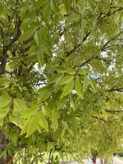 Ulmus parvifolia