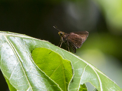 Hesperiinae