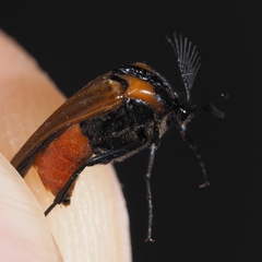 Metoecus paradoxus