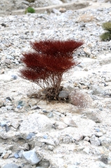 Eriogonum rixfordii