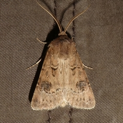 Agrotis bigramma