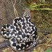 Nose-horned Viper - Photo (c) Mircea Nita, some rights reserved (CC BY)