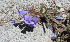 Penstemon speciosus