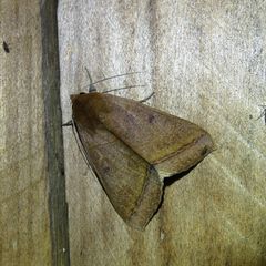 Ophiusa trapezium